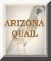 Arizona Quail